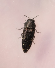 Acmaeodera retifera