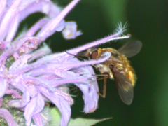 Sparnopolius confusus