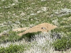 Urocitellus columbianus