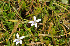 Lobelia ionantha