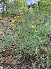 Lomatium thompsonii