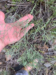 Lomatium thompsonii