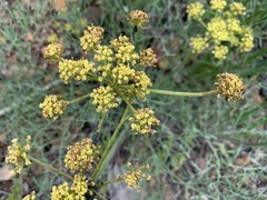 Lomatium thompsonii