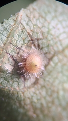 Caryomyia turbanella