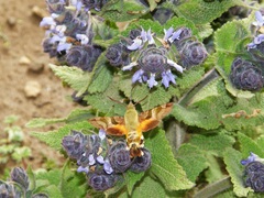 Macroglossum trochilus