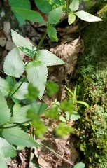 Thaspium trifoliatum