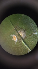 Caryomyia turbanella