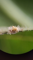 Caryomyia turbanella