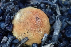 Amanita xanthocephala