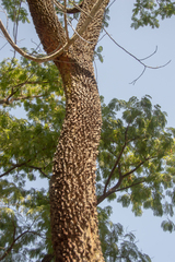Anadenanthera colubrina cebil