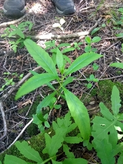 Lysimachia terrestris