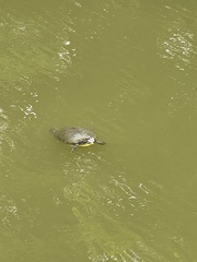 Trachemys scripta