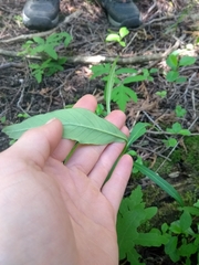 Lysimachia terrestris