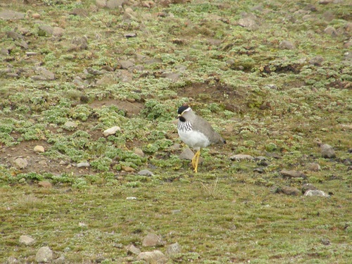 Spot-breasted Lapwing (Vanellus melanocephalus), photo 10