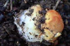 Amanita xanthocephala