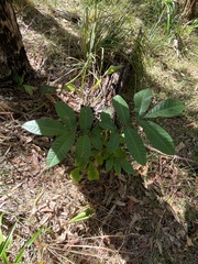 Flindersia schottiana