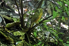 Ninox ochracea