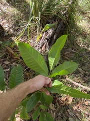 Flindersia schottiana