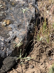 Antennaria flagellaris