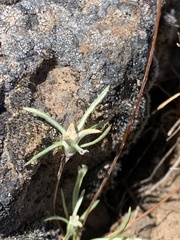 Antennaria flagellaris