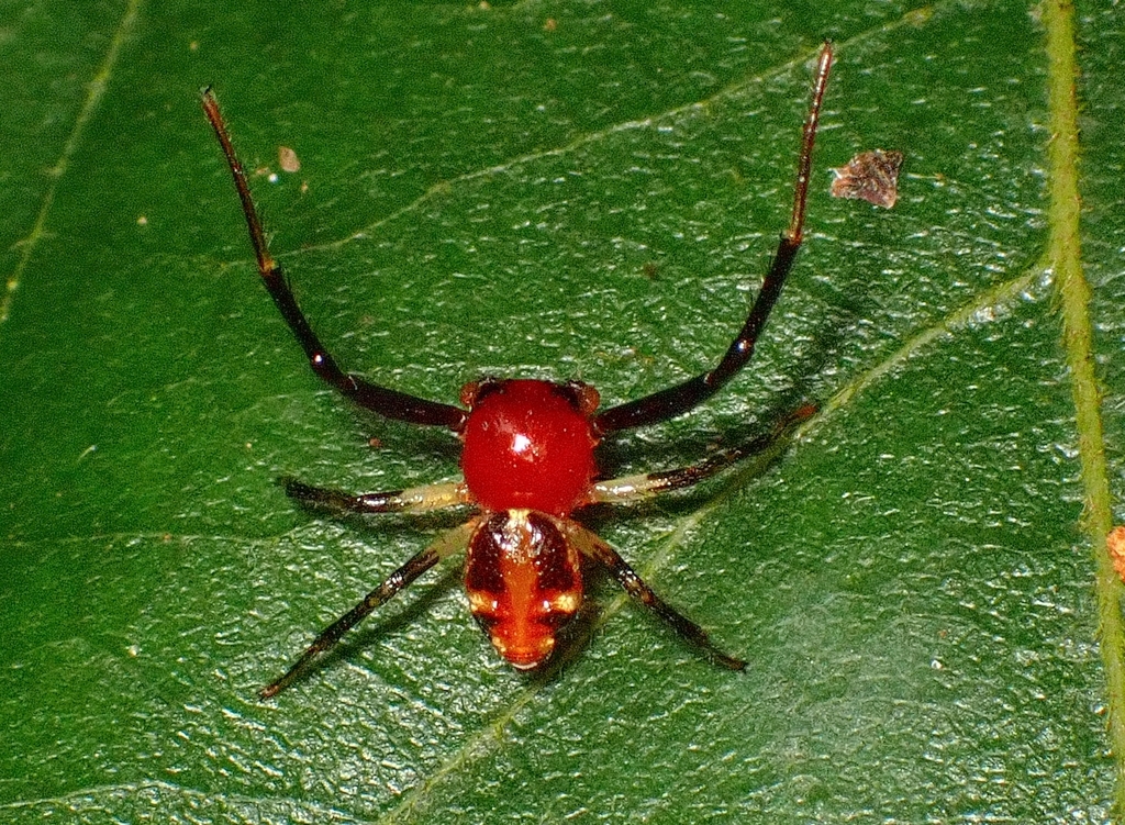 Brown Flower Spider