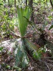 Dioon
