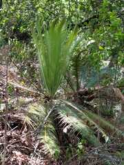 Dioon