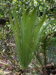 Dioon