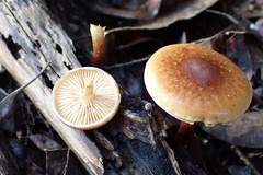 Pholiota communis