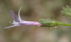 Allophyllum divaricatum