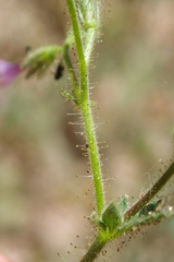 Allophyllum divaricatum
