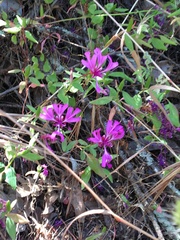 Clarkia concinna concinna