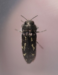 Acmaeodera retifera