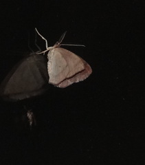 Lambdina pellucidaria