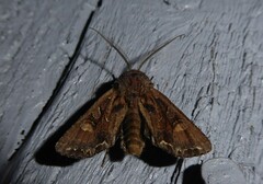Ichneutica skelloni