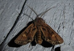 Ichneutica skelloni