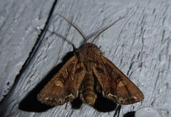 Ichneutica skelloni