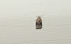 Acleris braunana