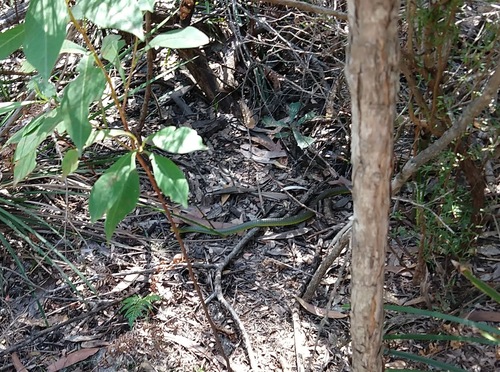 Common Tree Snake sighting