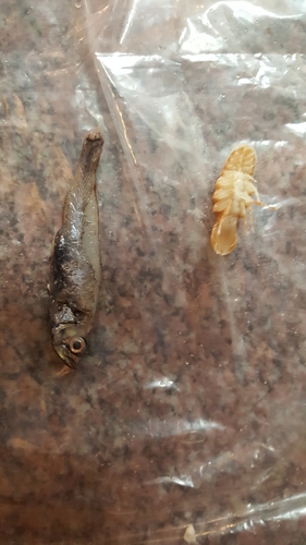 Representative image of Syscenus