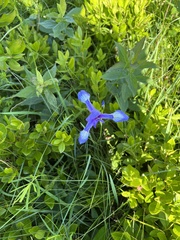 Iris prismatica