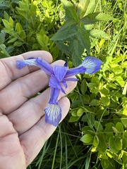 Iris prismatica