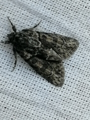 Cryphia fraudatricula