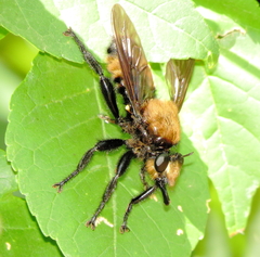 Laphria lata
