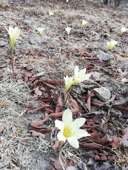 Zephyranthes longifolia
