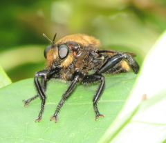 Laphria lata