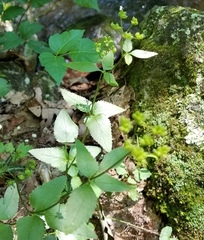 Thaspium trifoliatum