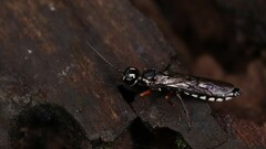 Xiphydria maculata