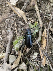 Prionus nakamurai