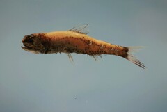 Taaning's Lanternfish photo 1